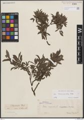 Foto von Salix breviserrata Flod.